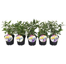 Fünf Schmetterlingssträucher in Töpfen mit Summer Teens Etikett