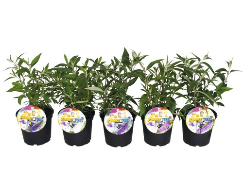 Fünf Schmetterlingssträucher in Töpfen mit Summer Teens Etikett