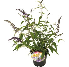 Schmetterlingsstrauch im Topf