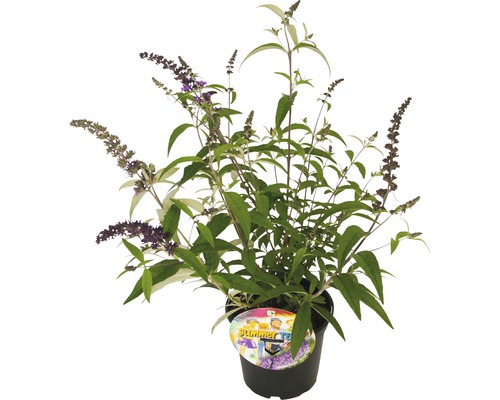 Schmetterlingsstrauch im Topf