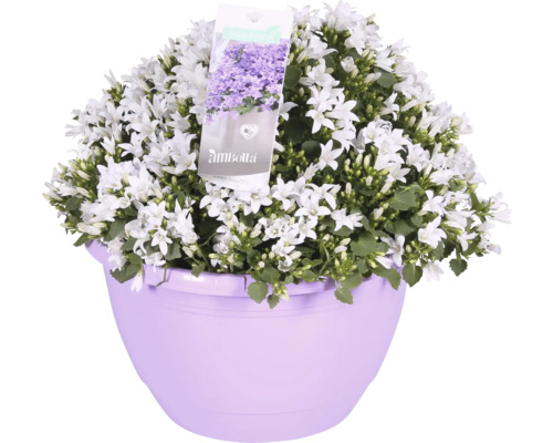 Glockenblume im Topf mit weißen Blüten