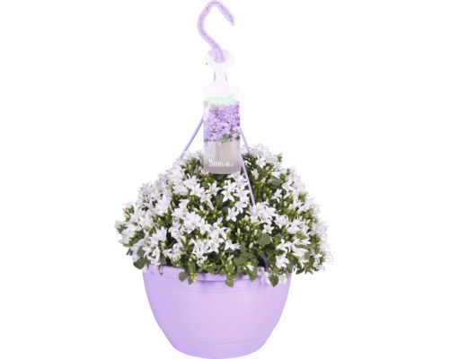 Glockenblume Ampel FloraSelf Campanula portenschlagiana 'Ambella white' Ø 25 cm Topf Hängepflanze mit weißen Blüten im Topf