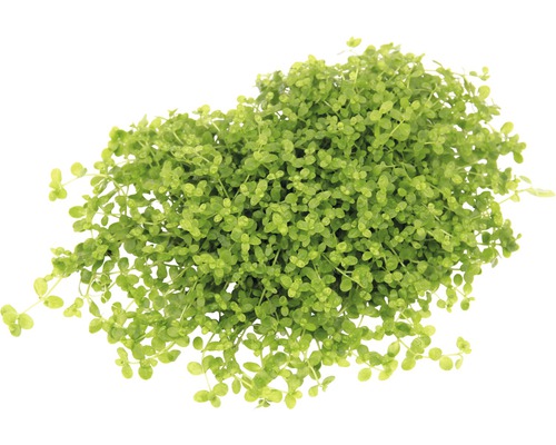 Pfennigkraut Pflanze im Topf