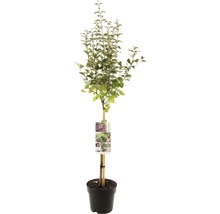 Zierpflaume als Hochstamm im Topf