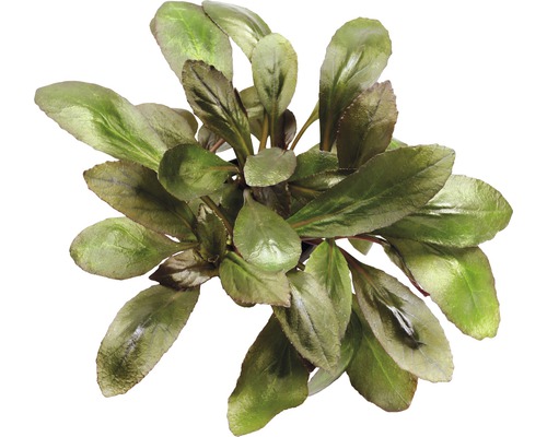 Künstliche Aquariumpflanze mit grünen Blättern