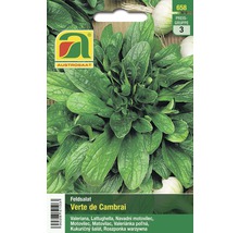Verte de Cambrai Feldsalat-Samenpackung