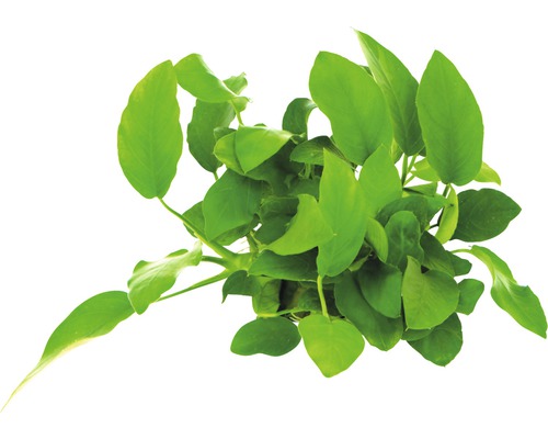 Aufsicht auf eine grüne Speerblatt Pflanze