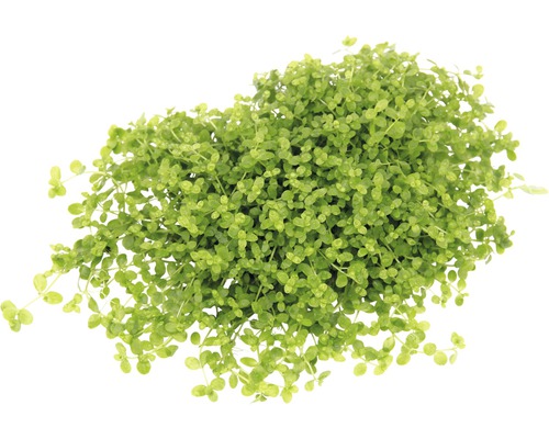 Polsterpflanze mit kleinen Blättern