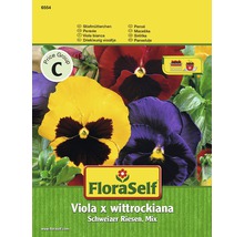 FloraSelf Viola x wittrockiana Schweizer Riesen, Mix Samenpackung