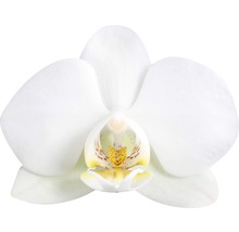Nahaufnahme einer einzelnen weißen Orchideenblüte