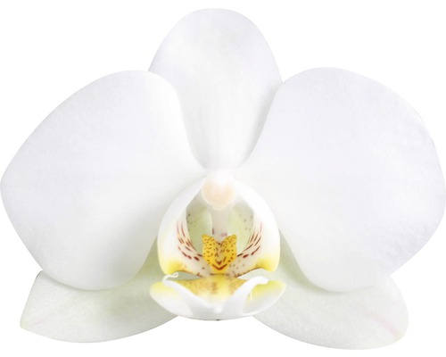 Nahaufnahme einer einzelnen weißen Orchideenblüte