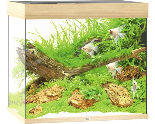 Aquarium mit Pflanzen, Steinen und Fischen