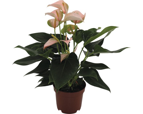 Anthurie Topfpflanze mit rosa Blüte