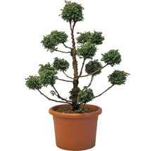 Silber-Zypresse Chamaecyparis pisifera 'Boulevard' H 80-100 cm Co 40 L-thumb-0 Silber-Zypresse Chamaecyparis pisifera 'Boulevard' H 80-100 cm Co 40 L-thumb-0