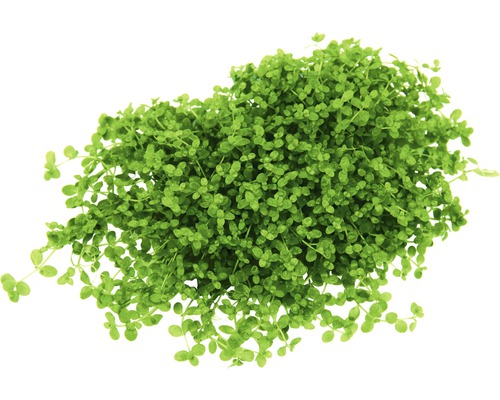 Grasnelke für den Gartenteich