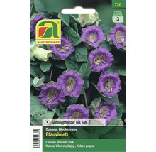 Samenpackung Glockenrebe blauviolett