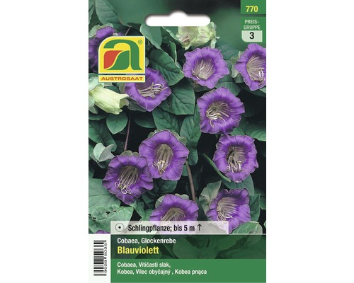 Samenpackung Glockenrebe blauviolett