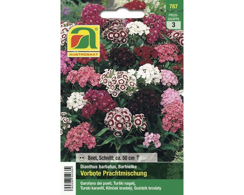 Blumensamen Austrosaat Bartnelke 'Vorbote Prachtmischung'