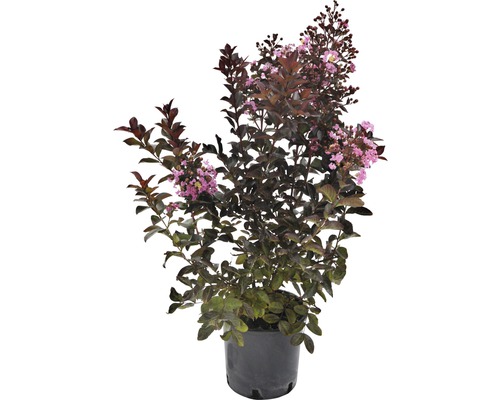 Indianerflieder Lagerstroemia indica 'Rhapsody' 40-60 cm