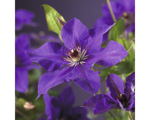 Großblumige Waldrebe FloraSelf Clematis Hybride 'The President' H 50-70 cm Co 2,3 L