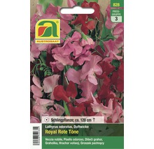 Blumensamen Austrosaat Edelwicke Royal Rote Töne
