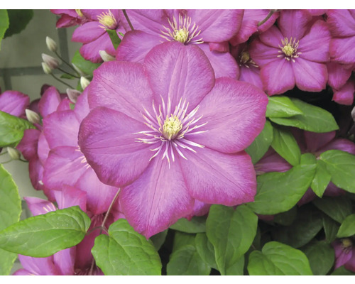 Nahaufnahme von violetten Clematisblüten mit grünen Blättern