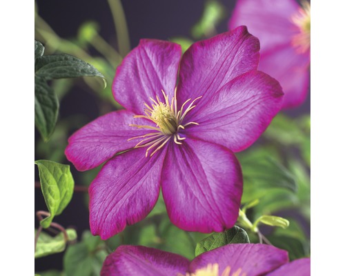 Großblumige Waldrebe FloraSelf Clematis Hybride 'Ville de Lyon' H 50-70 cm Co 2,3 L