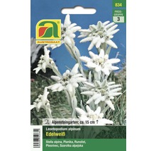 Blumensamen Austrosaat 'Alpen-Edelweiß'