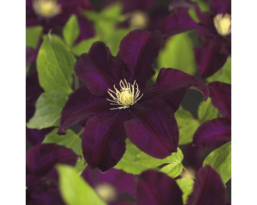 Großblumige Waldrebe FloraSelf Clematis Hybride 'Warszawska Nike' H 50-70 cm Co 2,3 L