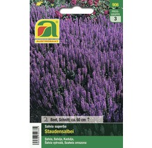 AUSTROSAAT Staudensalbei Samenpackung
