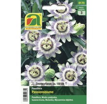 Passionsblume Zimmerpflanze, circa 150 cm