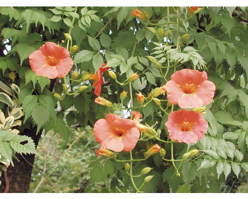 Trompetenblumen mit grünen Blättern