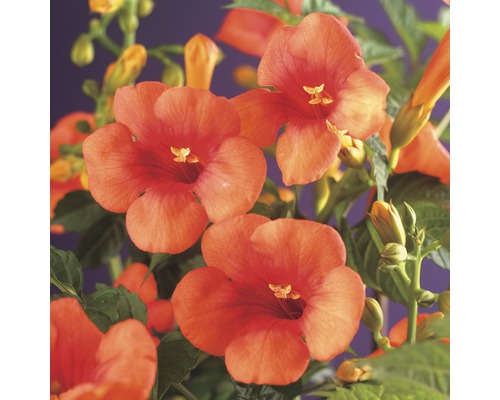 Klettertrompete FloraSelf Campsis tagliabuana 'Madame Galen' H 50-70 cm Co 2,3 L Nahaufnahme von Trompetenblumen