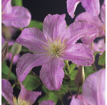 Nahaufnahme einer rosafarbenen Waldrebe mit fünf Blütenblättern