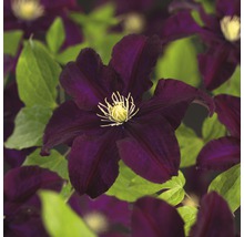 Dunkelviolette Waldrebe mit grünen Blättern