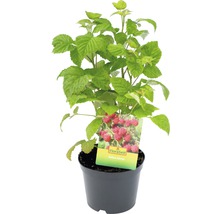 Himbeerpflanze im Topf