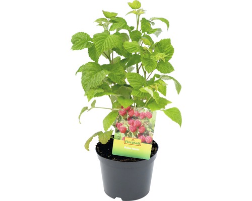 Himbeerpflanze im Topf