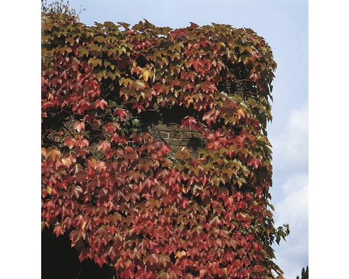 Hauswand bewachsen mit Kletterpflanze