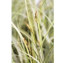 Ziergras mit Blütenstand