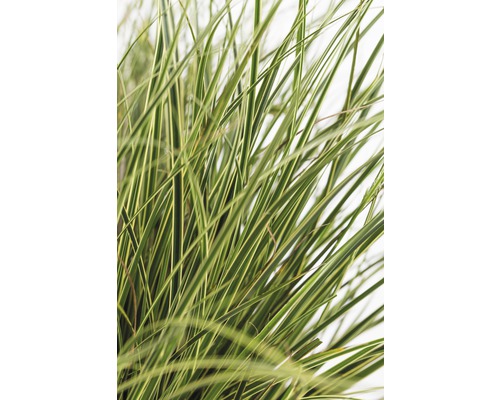 Detailaufnahme von Ziergras mit länglichen Blättern