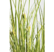 Ziergras mit grünen und gelben Blättern