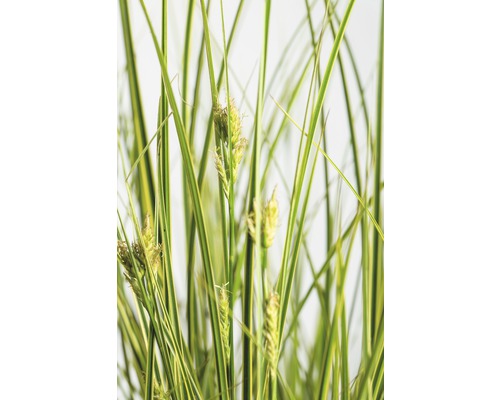 Ziersegge FloraSelf Carex brunnea 'Lady Sunshine' H 10-30 cm Co 3 L Ziergras mit grünen und gelben Blättern