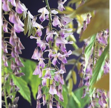 Blauregen FloraSelf Wisteria floribunda 'Rosea' H 50-70 cm Co 2,3 L