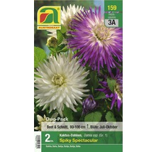Verpackung mit zwei Kaktusdahlien der Sorte Spiky Spectacular