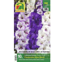 AUSTROSAAT Blumenzwiebelpackung mit Gladiolenmischung, Blütezeit Juli bis September