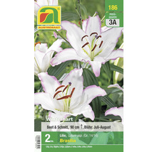 Verpackung mit zwei Lilienzwiebeln der Sorte Brasilia