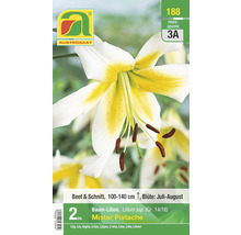 Baumlilie Mister Pistache, Blütezeit Juli bis August