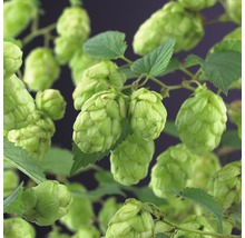 Nahaufnahme von Hopfen mit Blättern