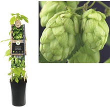 Hopfenpflanze im Topf