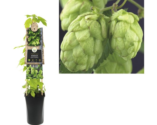 Hopfenpflanze im Topf